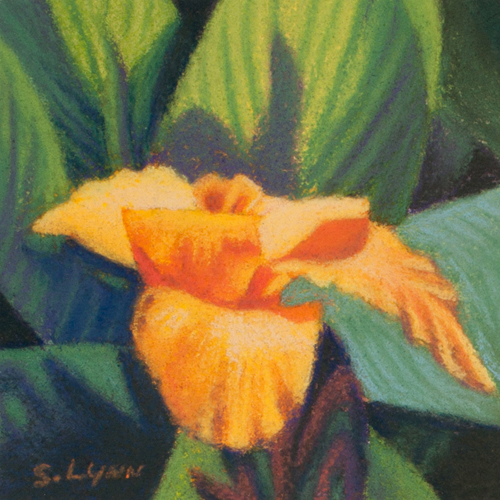 Orange Cannas